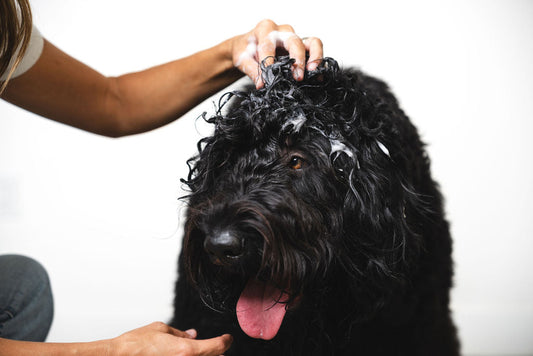 Hypoallergenic Dog Shampoo | A Pet Parent’s Guide
