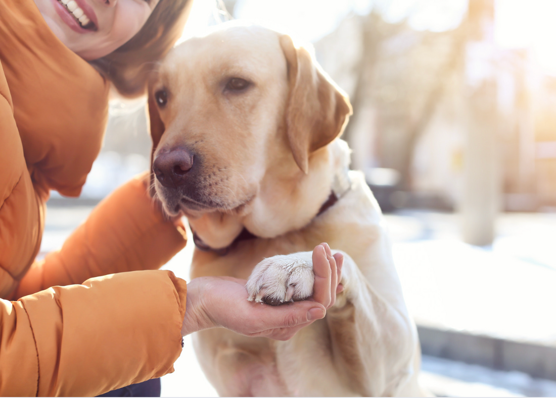 Protect Your Dog’s Skin and Paws during Winter