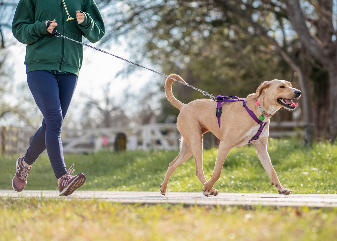 Should I Really Clean My Dog's Paws After Walks?