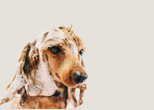 Ingredients to Avoid in Your Dog’s Shampoo